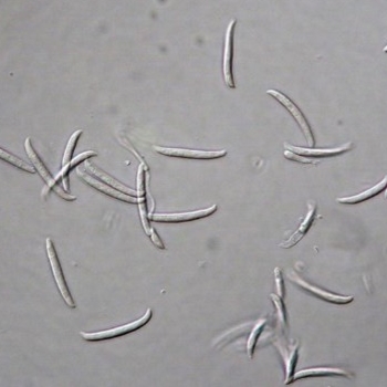 Fusarium solani